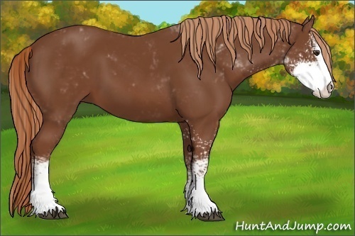 Horse Color:Chestnut Sabino 
