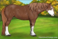 Horse Color:Chestnut Sabino 
