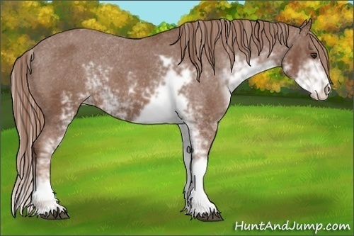Horse Color:Chestnut Sabino Appaloosa 
