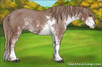 Horse Color:Chestnut Sabino Varnish 