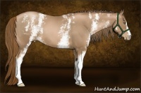 Horse Color:White Spotted Liver Chestnut Pearl