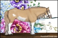 Horse Color:Red Dun Sabino Splash Frame Rabicano 