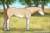 Horse Color:Red Dun Sabino Splash Frame Rabicano