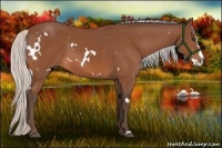 Horse Color:White Spotted Silver Bay Splash 