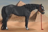 Horse Color:Black Sabino 