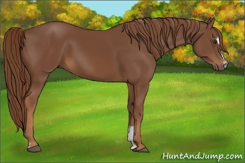 Horse Color:Chestnut Sabino