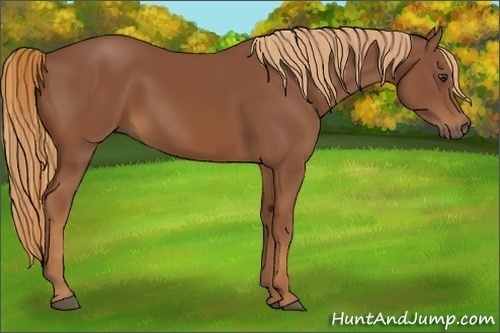 Horse Color:Chestnut Sabino
