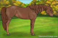 Horse Color:Chestnut Sabino 
