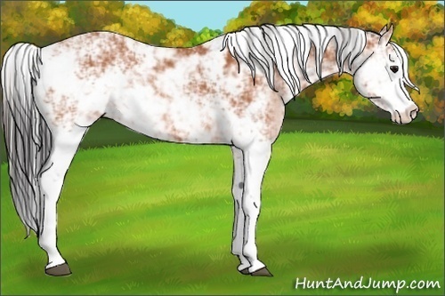 Horse Color:Bay Sabino Rabicano 