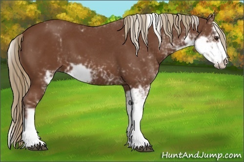 Horse Color:Chestnut Sabino