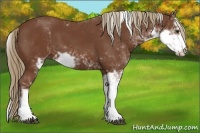 Horse Color:Chestnut Sabino 