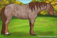 Horse Color:Red Roan Sabino 