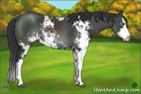 Horse Color:Black Sabino Splash Rabicano 