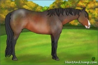 Horse Color:Brown Splash Rabicano
