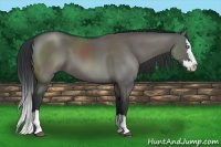 Horse Color:Grullo Sabino Splash