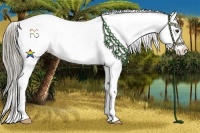 Horse Color:Liver Red Dun Roan Splash Frame Appaloosa Rabicano