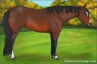 Horse Color:Bay Sabino 