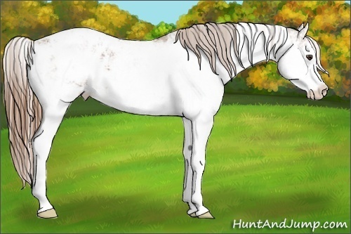 Horse Color:Chestnut Sabino Appaloosa 