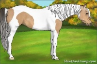 Horse Color:Buckskin Tobiano 