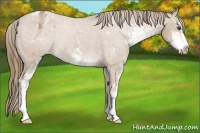 Horse Color:Buckskin Sabino Varnish 