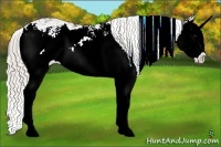 Horse Color:Silver Black Sabino Splash