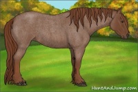 Horse Color:Red Roan Sabino