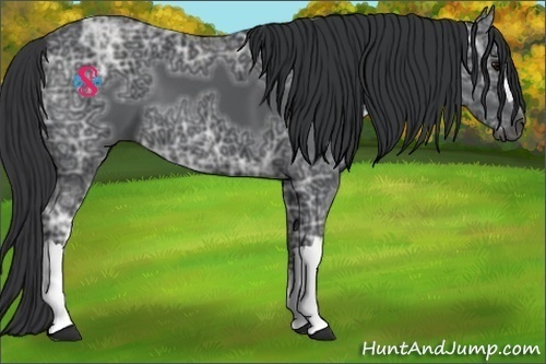 Horse Color:Black Ice