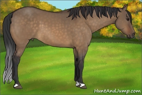 Horse Color:Bay Dun 