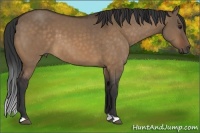 Horse Color:Bay Dun