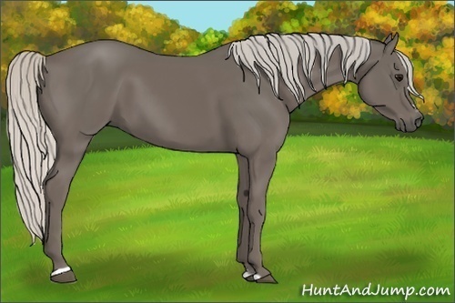 Horse Color:Silver Smoky Black Sabino 