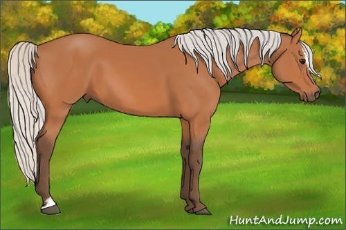 Horse Color:Silver Bay Sabino