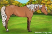 Horse Color:Silver Bay Sabino