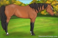 Horse Color:Bay Sabino Rabicano 