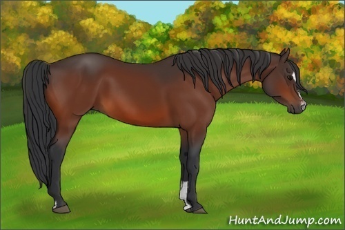 Horse Color:Bay Sabino 