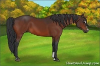 Horse Color:Bay Sabino 