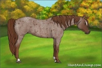 Horse Color:Red Roan Sabino