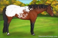 Horse Color:Brown Sabino Appaloosa 