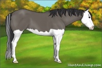 Horse Color:Grullo Splash