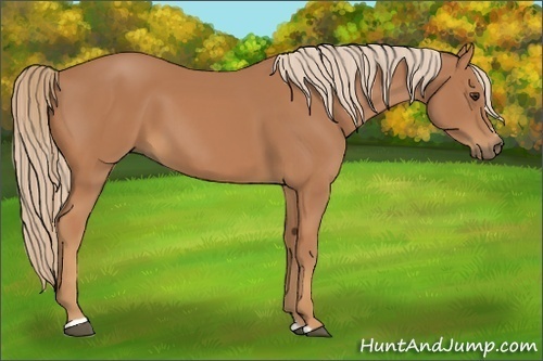 Horse Color:Chestnut Sabino