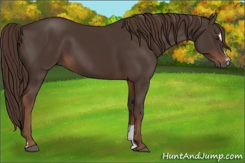 Horse Color:Liver Chestnut Sabino 