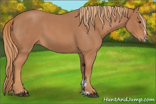 Horse Color:Red Roan Sabino