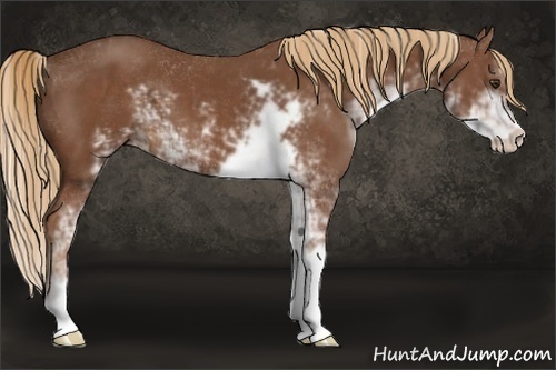 Horse Color:Chestnut Sabino