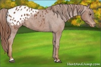 Horse Color:Chestnut Sabino Blanket