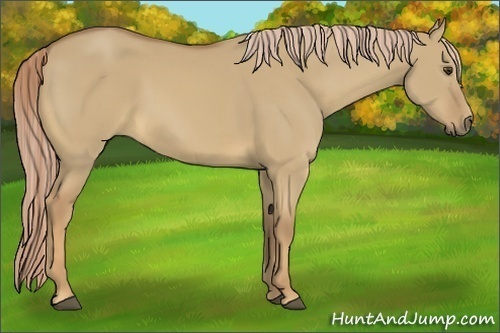 Horse Color:Palomino Dun Sabino 