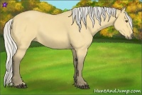 Horse Color:Silver Buckskin Dun Sabino