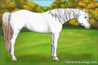 Horse Color:Brown Sabino Appaloosa 