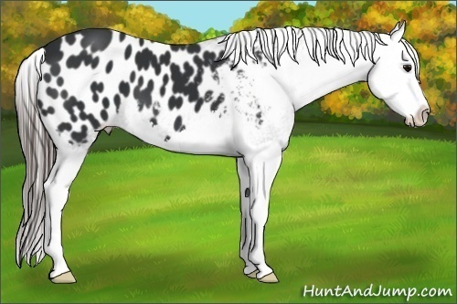Horse Color:Black Splash Appaloosa 
