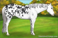 Horse Color:Black Splash Appaloosa 