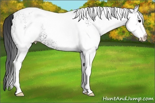 Horse Color:White Spotted Black 