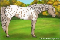 Horse Color:Palomino Appaloosa 